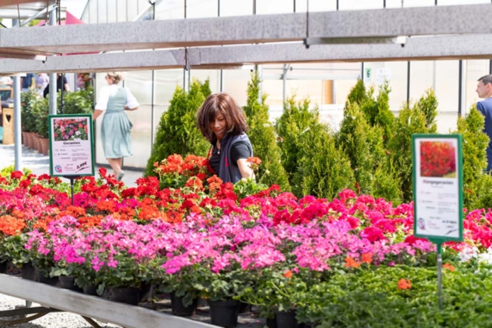 Eine Mitarbeiterin von Blumen Bruckmeier richtet Geranien im Verkauf.